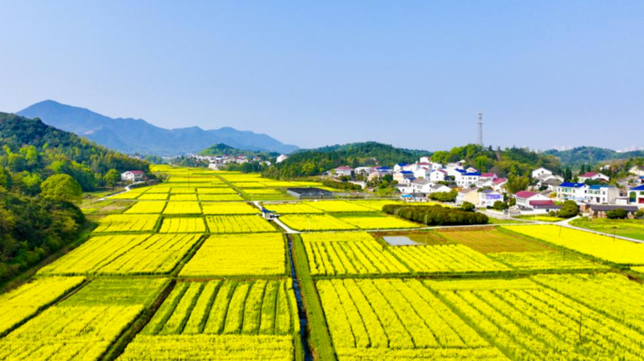 圖集|我有一枝春，不知贈何人?瀏陽市蕉溪鎮(zhèn)