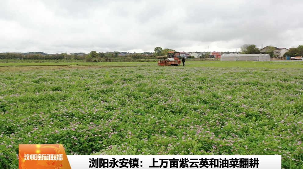 浏阳永安镇：上万亩紫云英和油菜翻耕