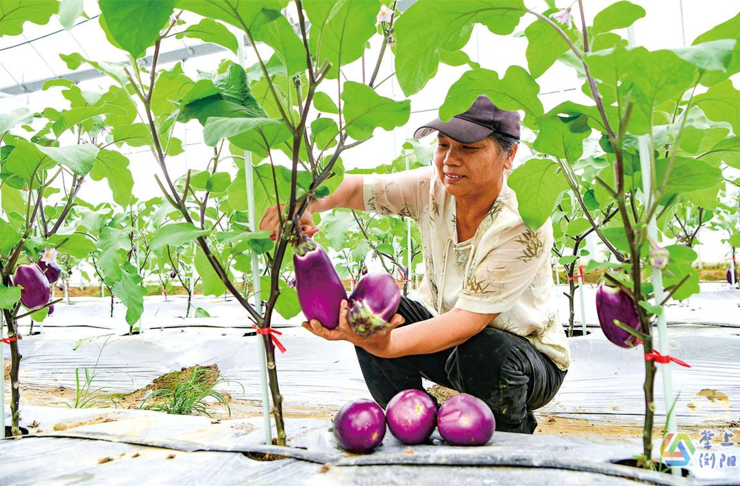 村里的老品种结了新茄子，引来菜贩子抢着收