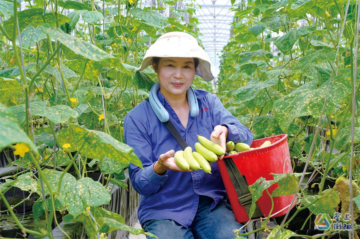 小河乡田心村试种玉脂水果黄瓜获市场青睐
