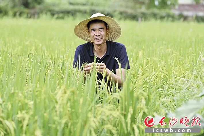 玉针香满小河岸！浏阳小河乡依托大米绘就产业共富新图景